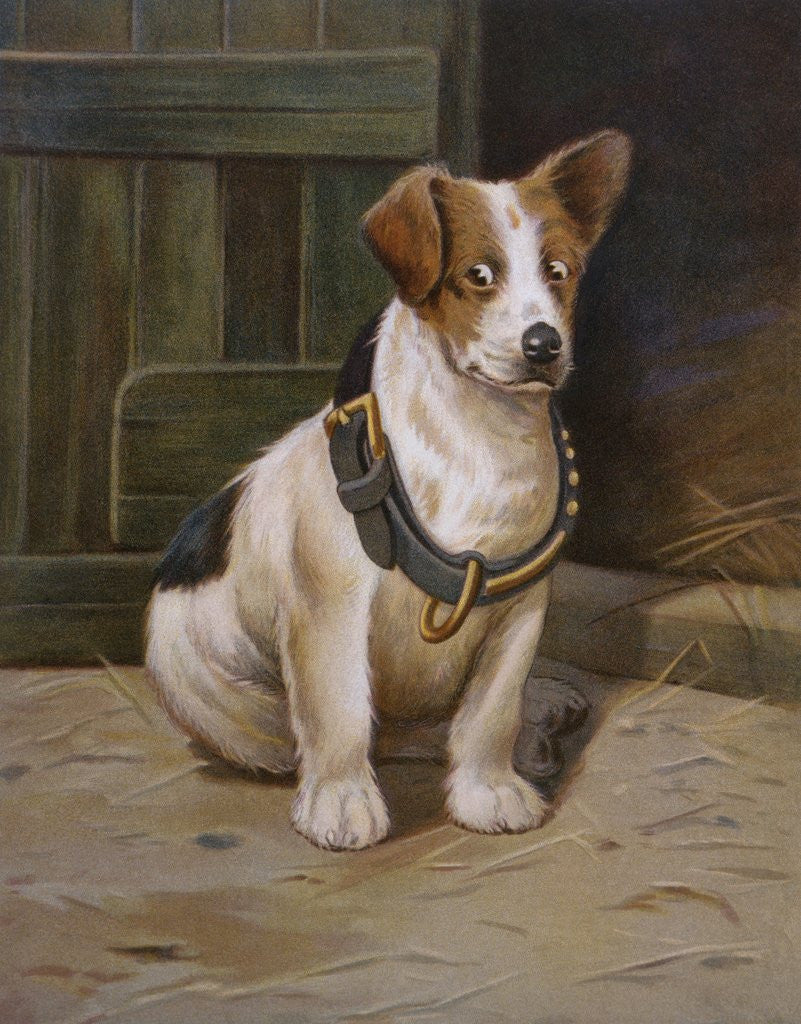Detail of A Misfit Book Illustration of Jack Russell Terrier by Anonymous