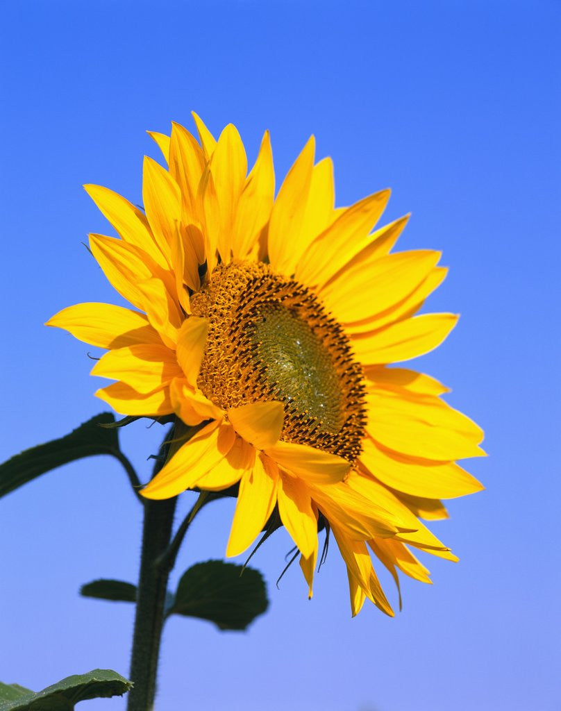 Detail of Giant Sunflower by Corbis