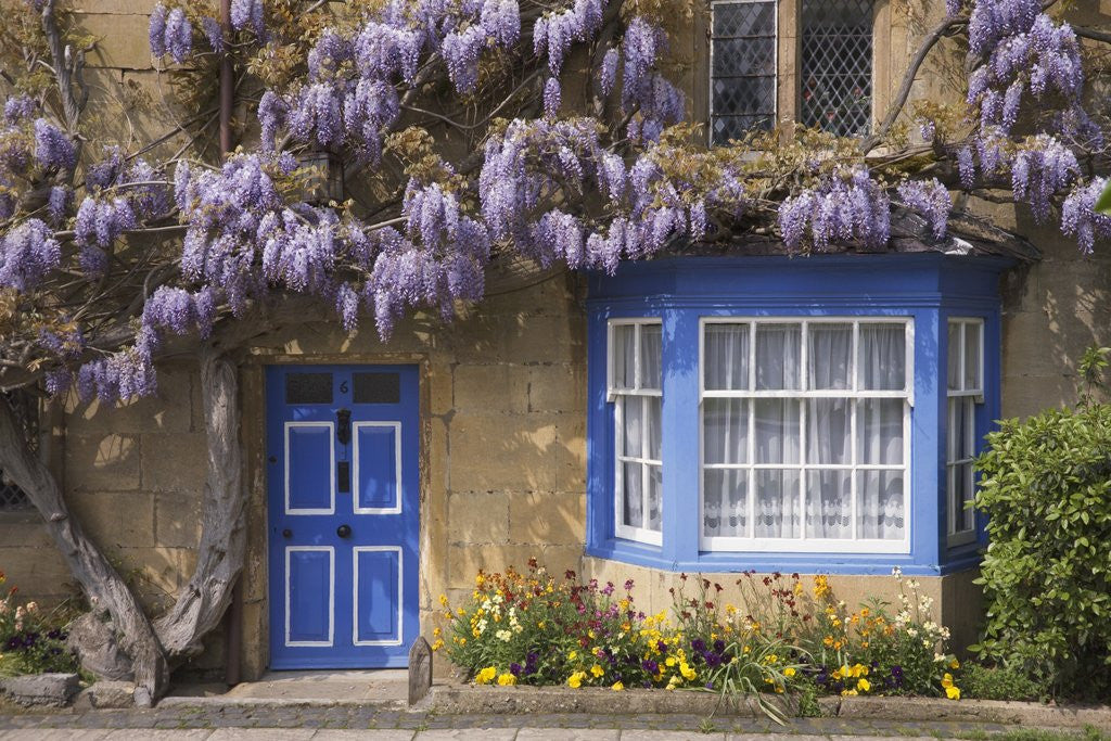 Detail of Wisteria-Covered Cottage by Anonymous