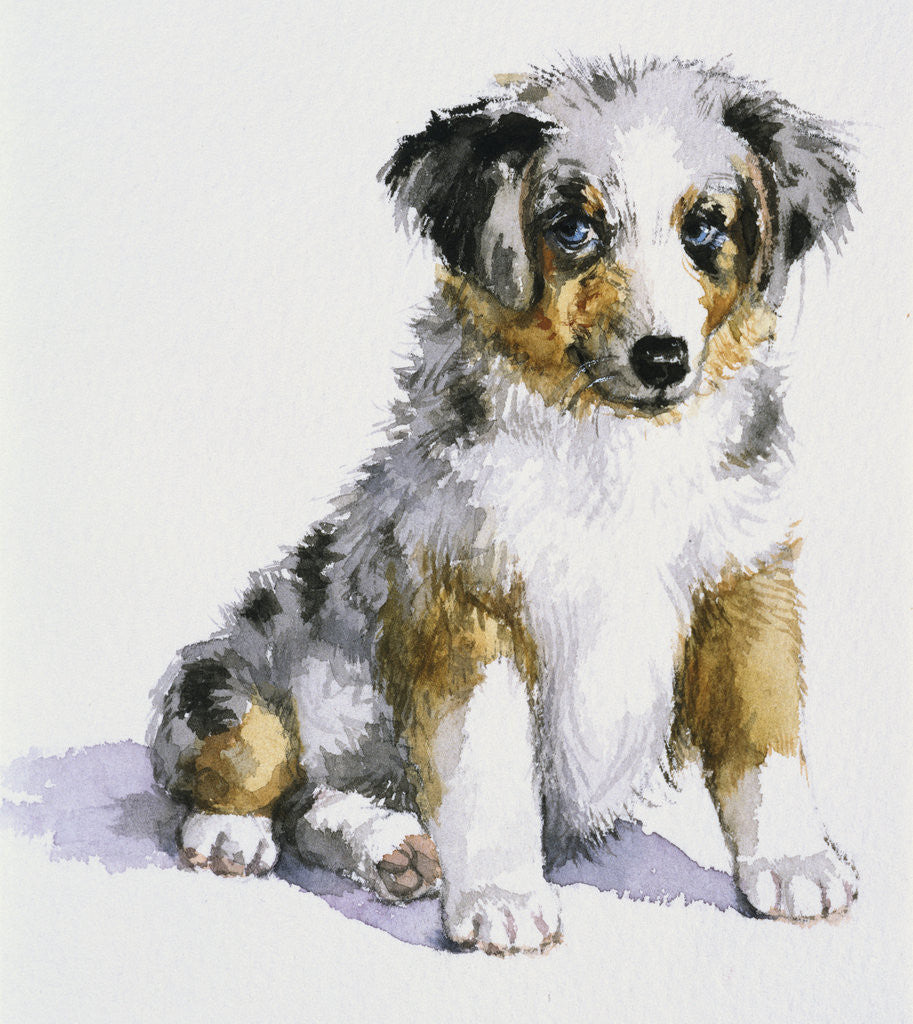 An Australian Shepherd Puppy from My Puppy's Record Book by Alexandra Day