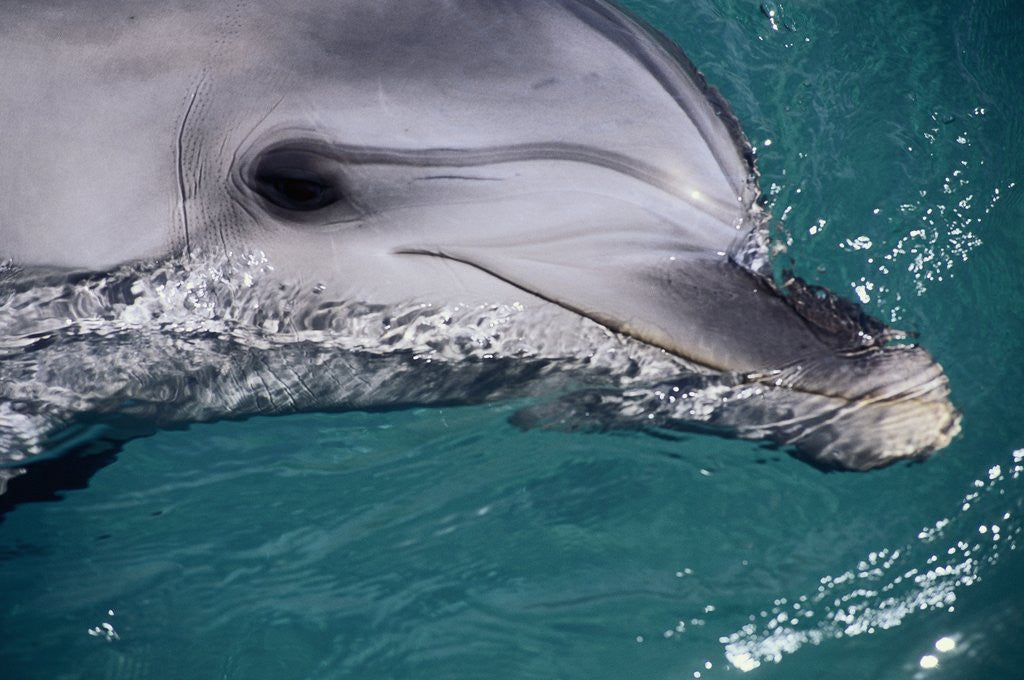 Detail of Close-Up of Dolphin by Corbis