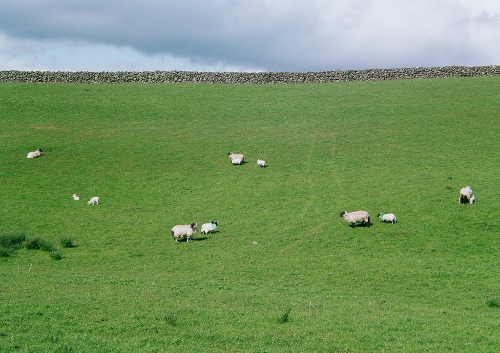 Detail of Sheep on Hillside in Ireland by Anonymous