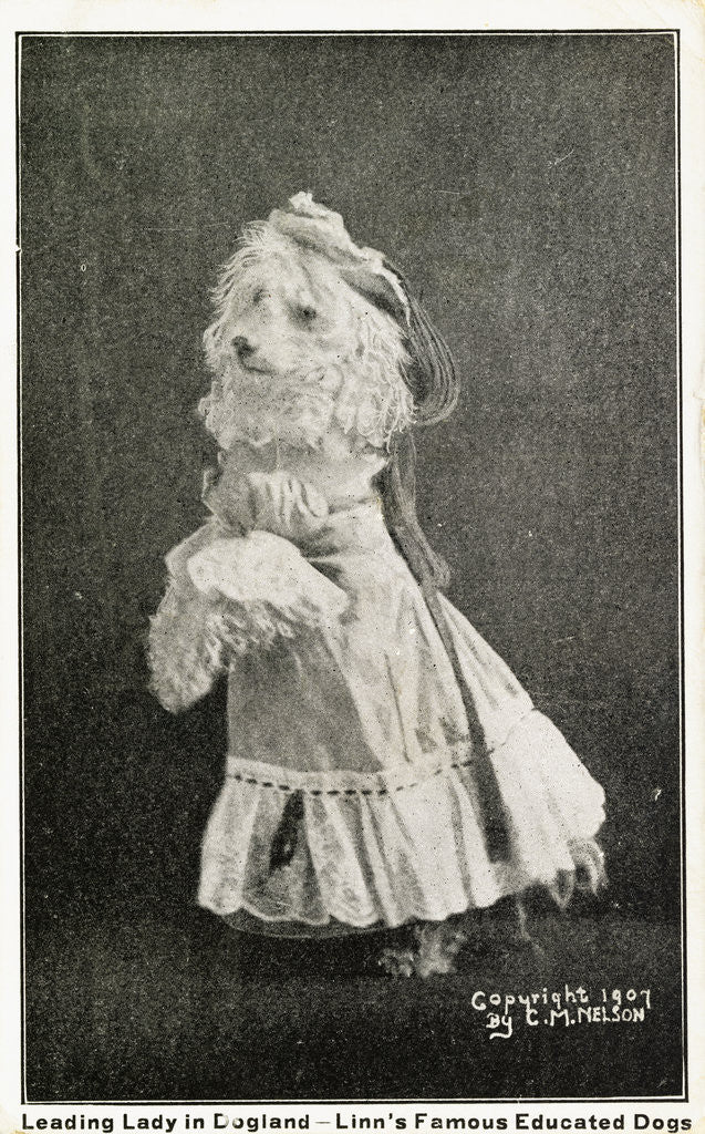 Detail of Leading Lady in Dogland-Linn's Famous Educated Dogs Postcard by Anonymous