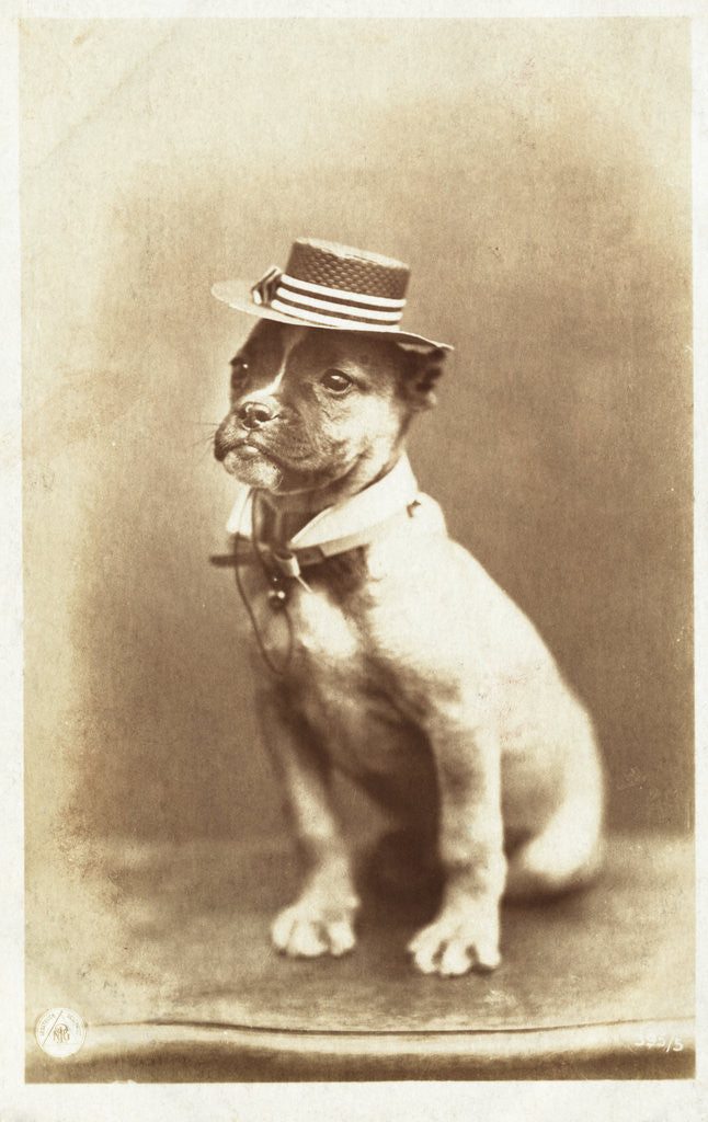 Detail of Postcard of a Boxer Puppy Wearing a Brimmed Hat by A.G. Steglitz