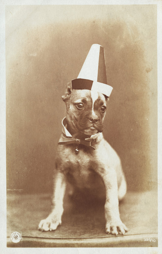 Detail of Postcard of a Boxer Puppy Wearing a Party Hat by A.G. Steglitz