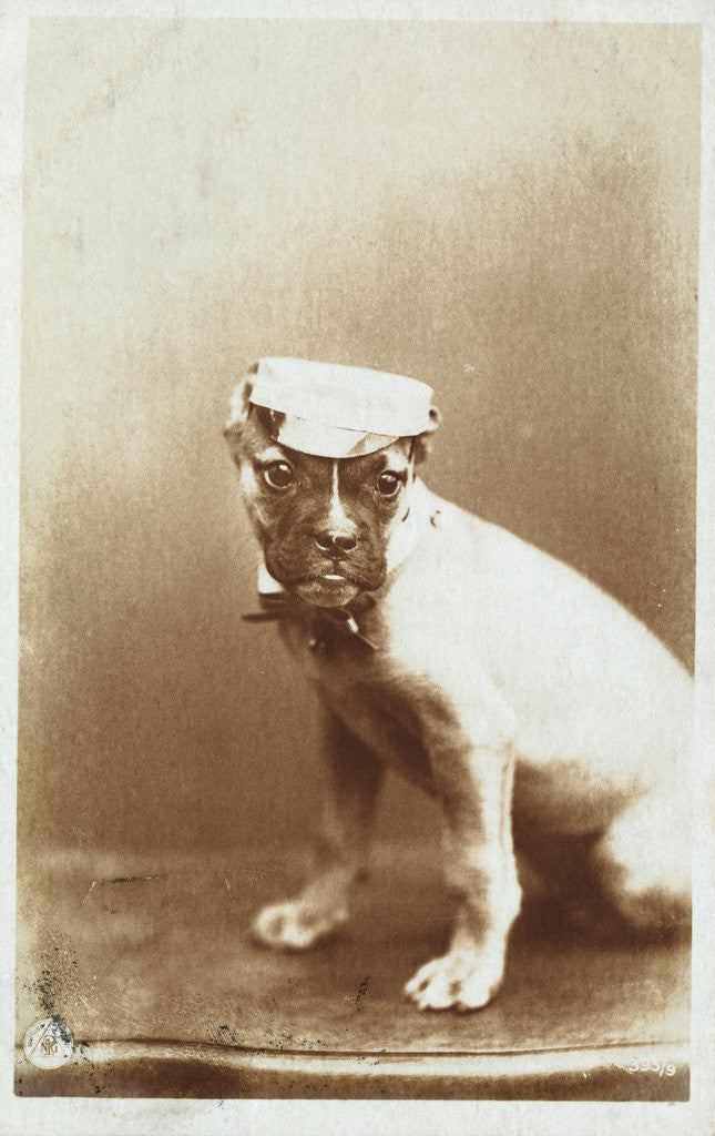 Detail of Postcard of a Boxer Puppy Wearing a Cap by A.G. Steglitz