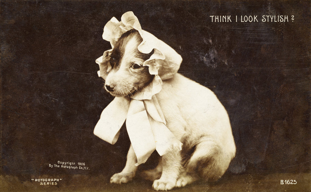 Detail of Think I Look Stylish? Photographic Postcard by Anonymous