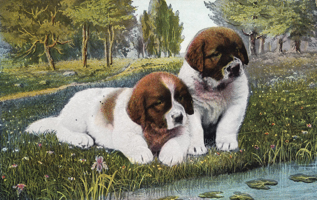 Detail of Color Print Postcard with Two St. Bernard Puppies by Anonymous