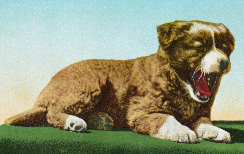 Detail of Postcard of St. Bernard Puppy Yawning by Anonymous