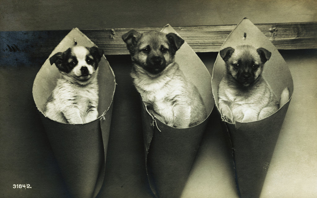 Detail of Postcard of Three Puppies Hanging in Containers on the Wall by Corbis