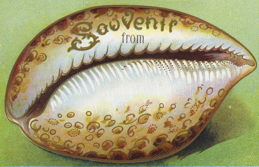 Detail of Souvenir From Postcard with Cowrie Seashell by Anonymous