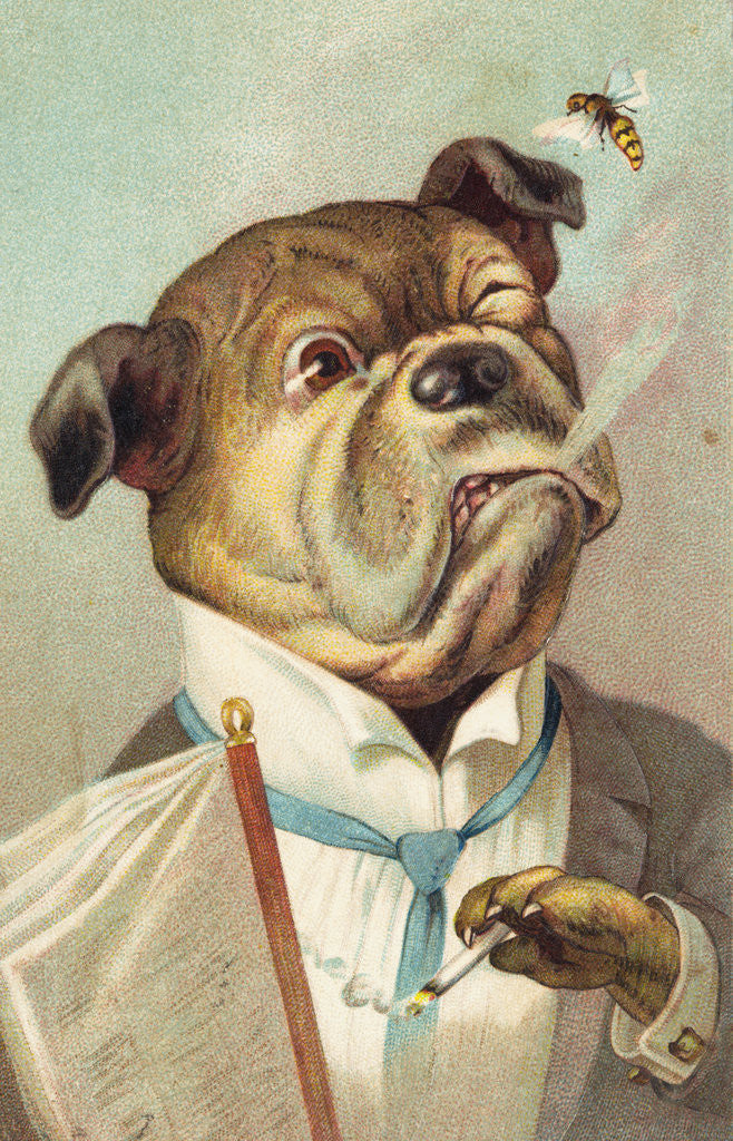 Detail of Postcard with a Smoking Bulldog and Bee by Corbis