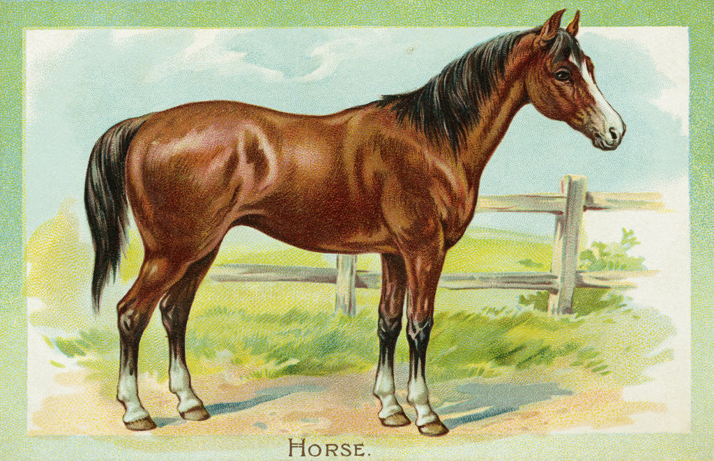 Detail of Horse Postcard by Anonymous