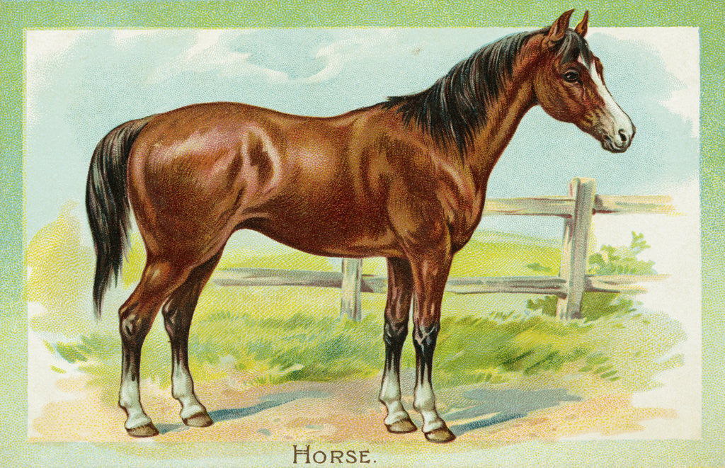 Detail of Horse Postcard by Corbis