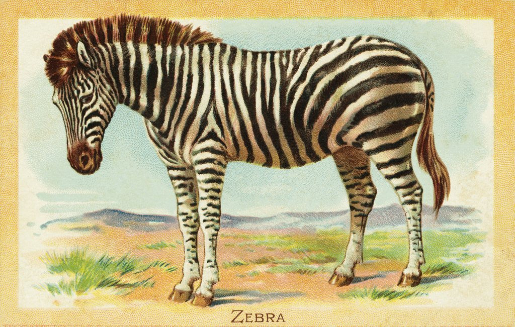 Detail of Zebra Postcard by Anonymous