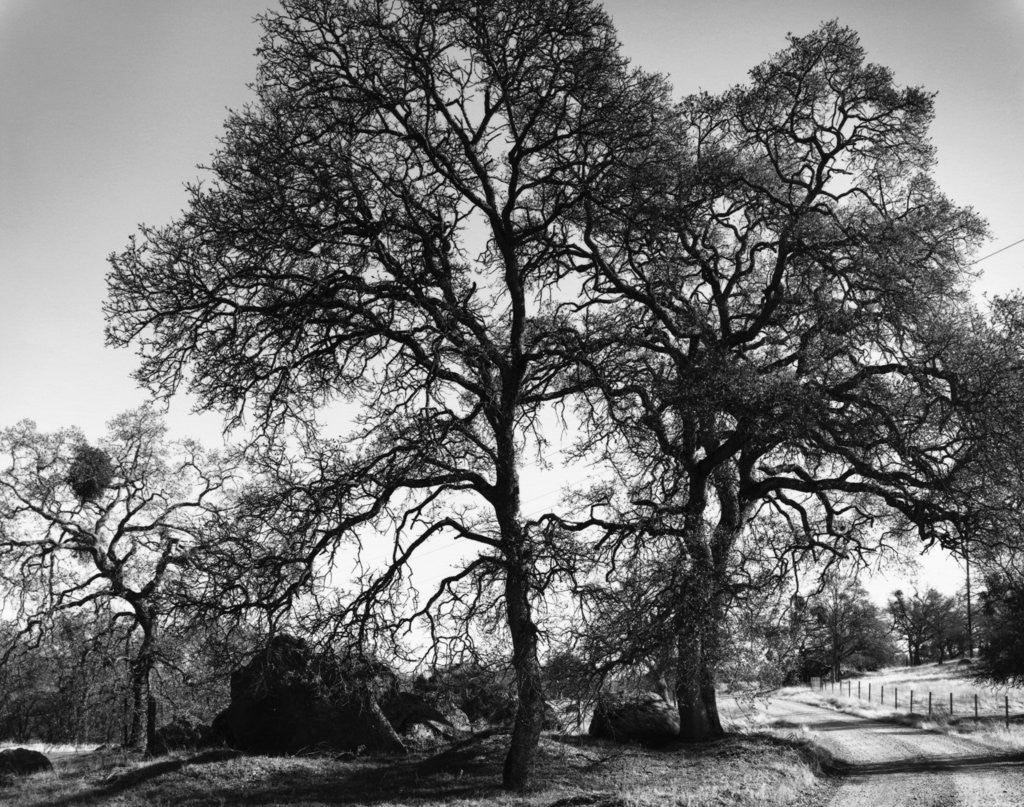 Detail of Three Oaks and Boulder by Gordon Osmundson