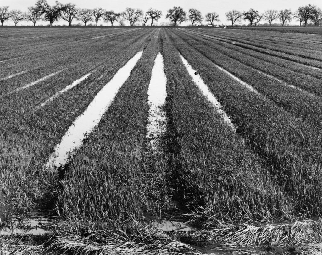 Detail of Rice Field by Gordon Osmundson