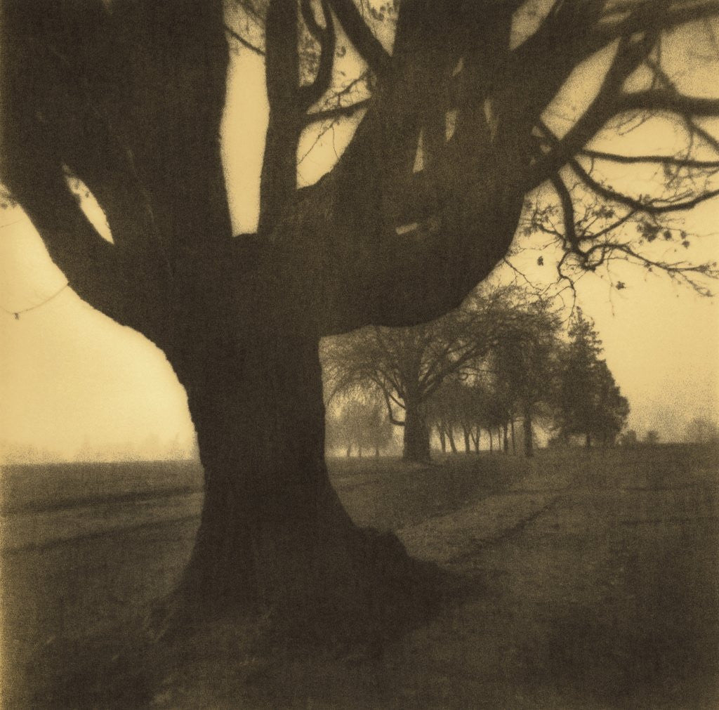 Detail of Old Oak Tree on Tree Lined Road by Kevin Cruff