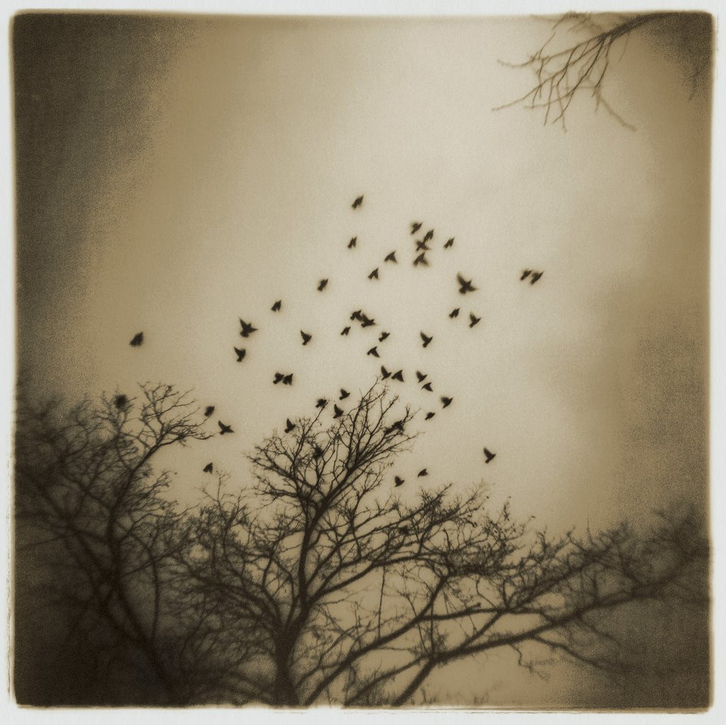 Detail of Birds and Trees, Discovery Park by Kevin Cruff