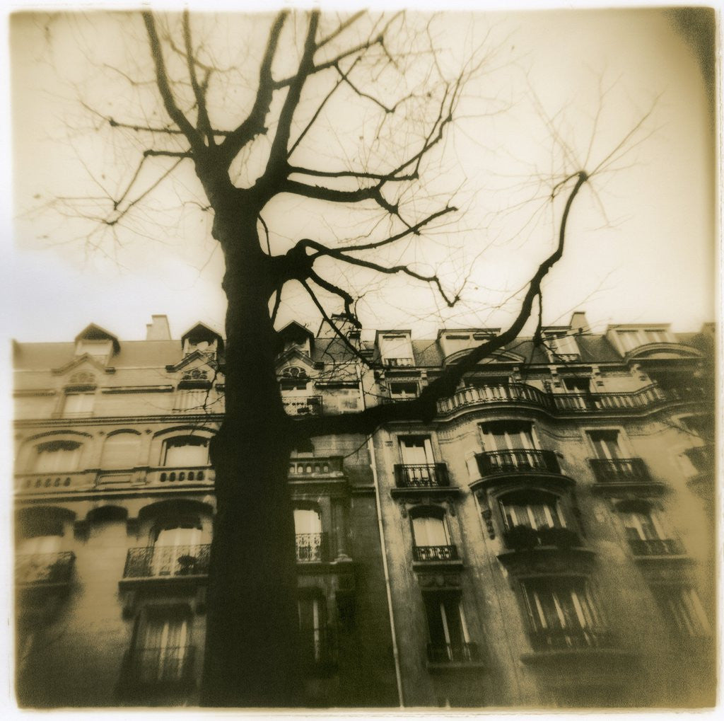 Detail of Urban Paris Landscape with Tree by Kevin Cruff