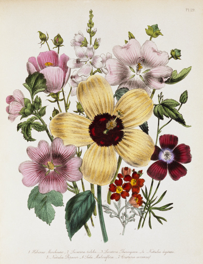 Detail of Hibiscus Moscheutos Botanical Illustration by Corbis