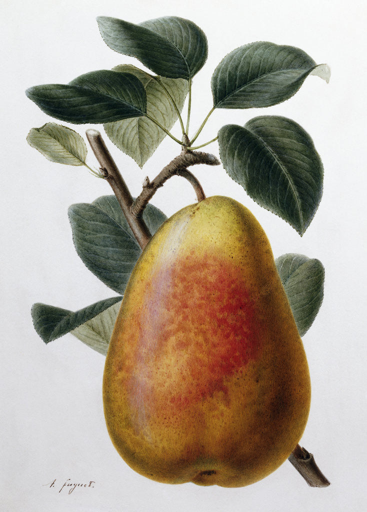 Detail of Study of a Pear by Adrienne Faguet