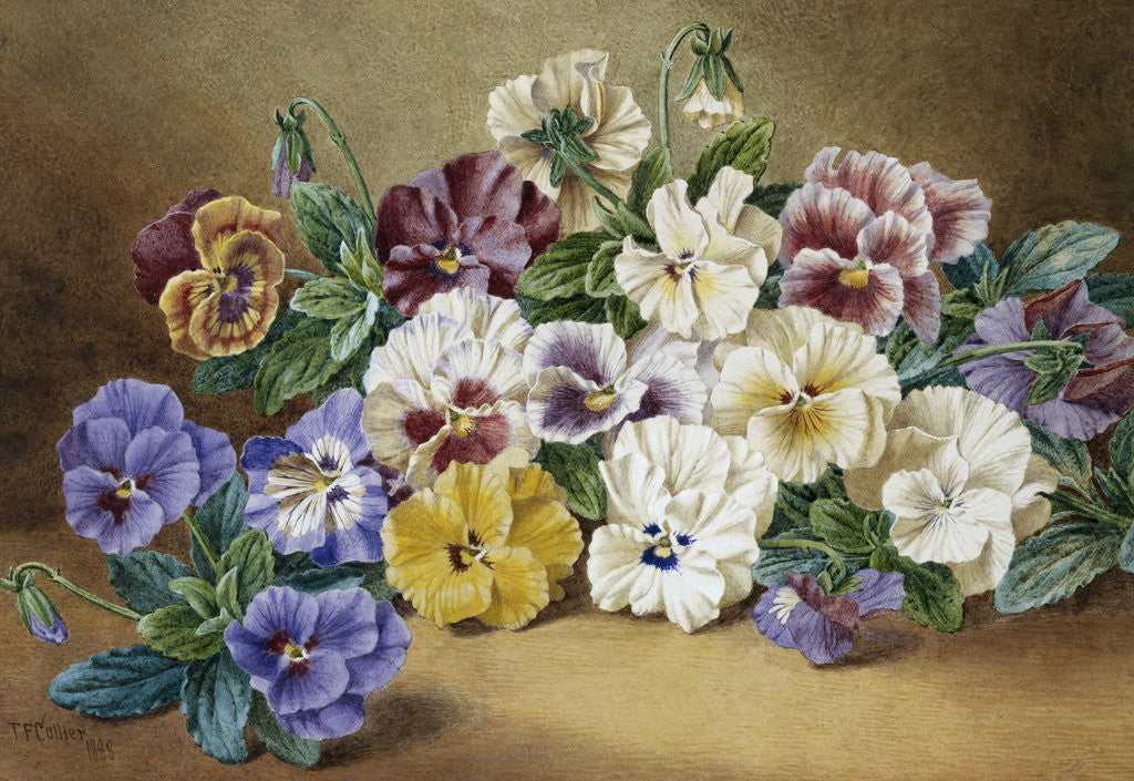 Detail of Pansies by Thomas Frederick Collier