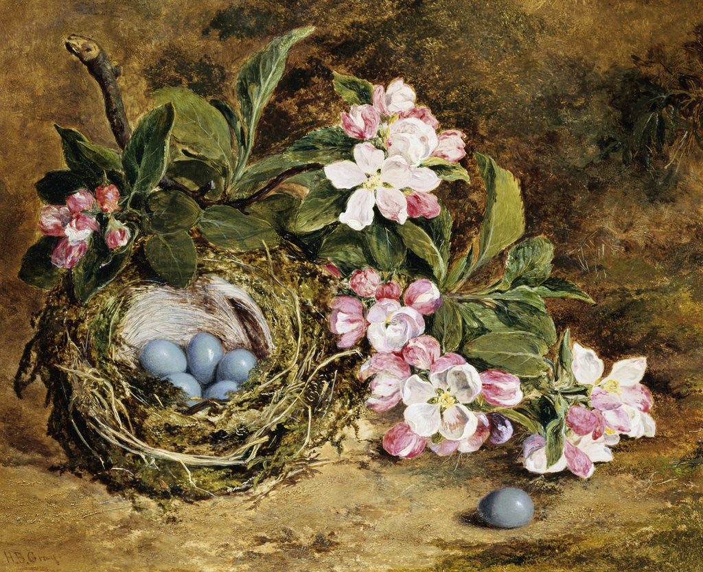 Detail of Apple Blossom and a Bird's Nest by H. Barnard Grey