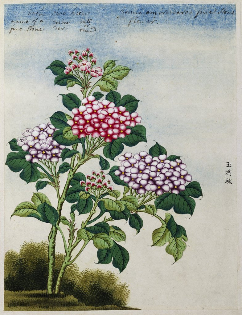 Detail of Early 19th-Century Chinese Watercolor of a Hydrangea by Anonymous