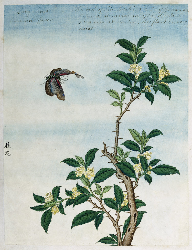 Detail of Early 19th-Century Chinese Watercolor of a Cinnamon Plant by Anonymous