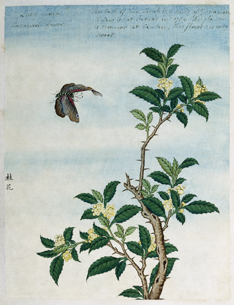 Detail of Early 19th-Century Chinese Watercolor of a Cinnamon Plant by Corbis
