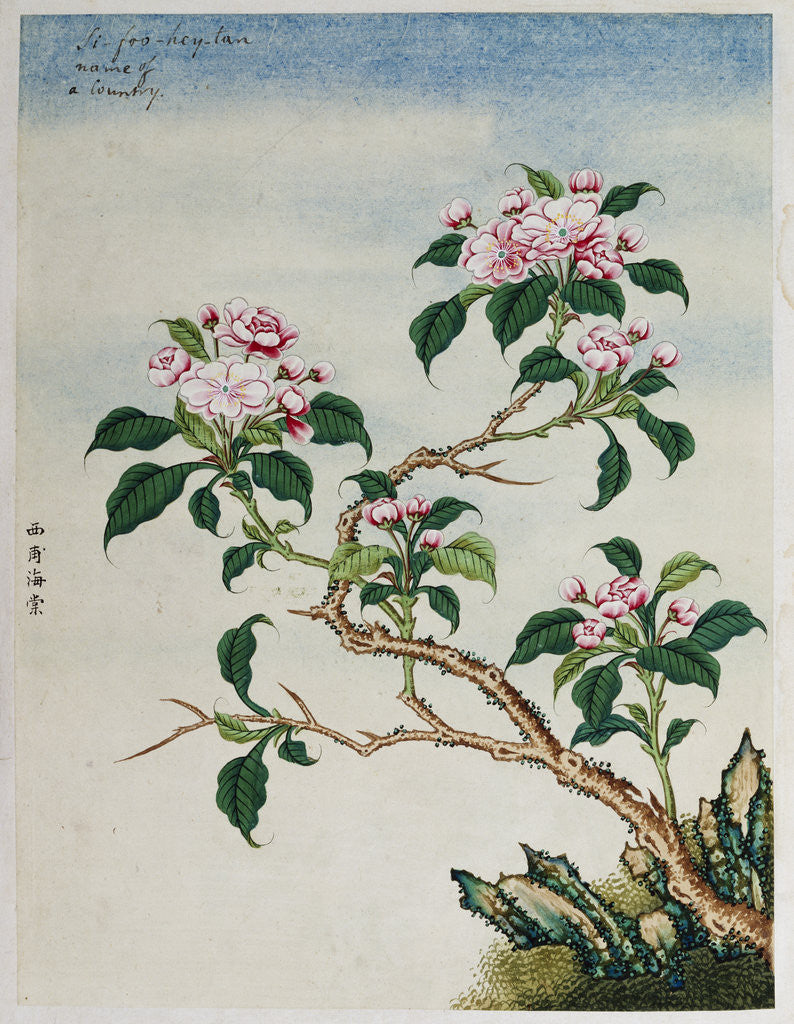 Detail of Early 19th-Century Chinese Watercolor of Flowers by Anonymous
