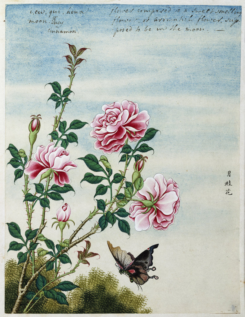 Detail of Early 19th-Century Chinese Watercolor of Pink Roses by Anonymous