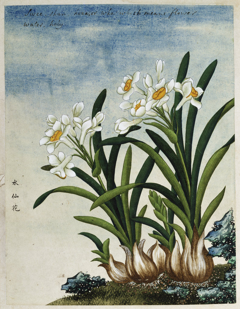 Detail of Early 19th-Century Chinese Watercolor of Daffodils by Anonymous
