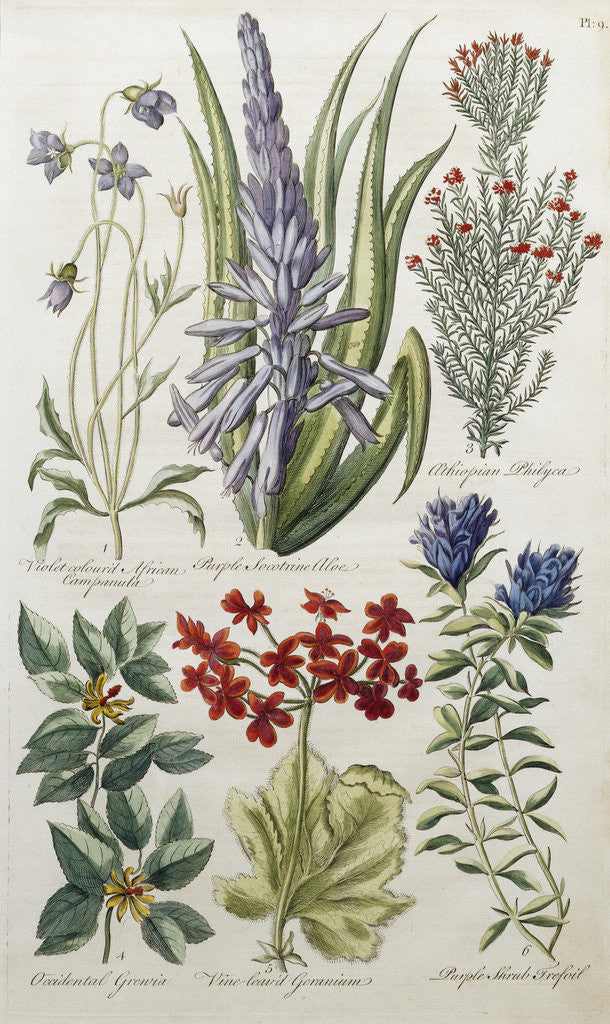 Detail of Botanical Print of Various Flowers by J. Hill