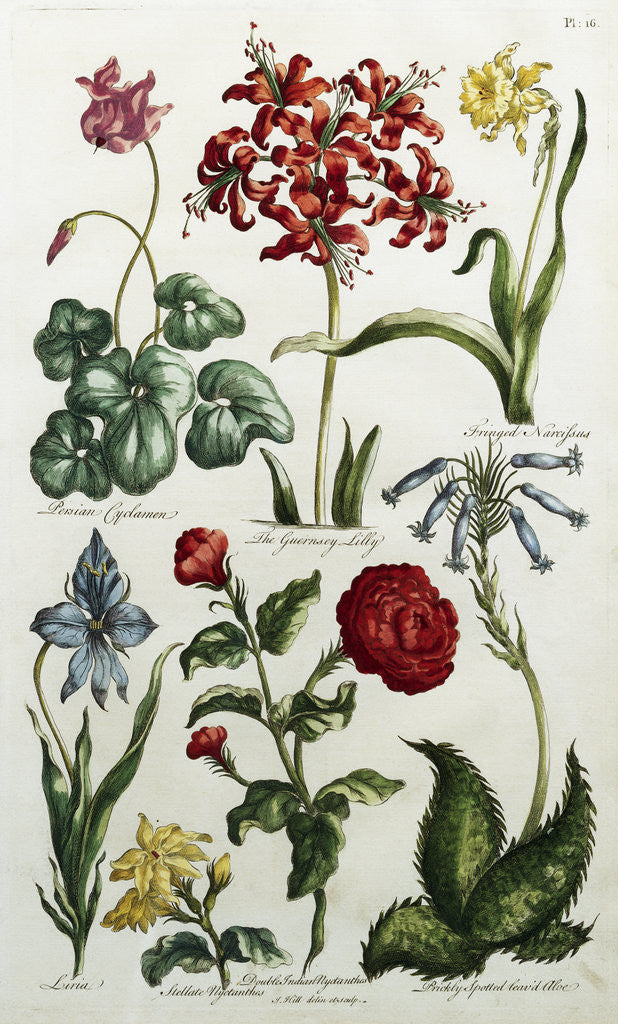 Detail of Botanical Print by J. Hill