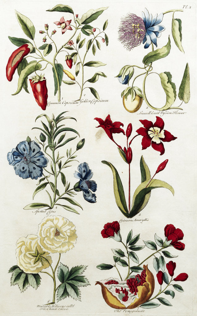 Detail of Botanical Print of a Variety of Flowers by J. Hill
