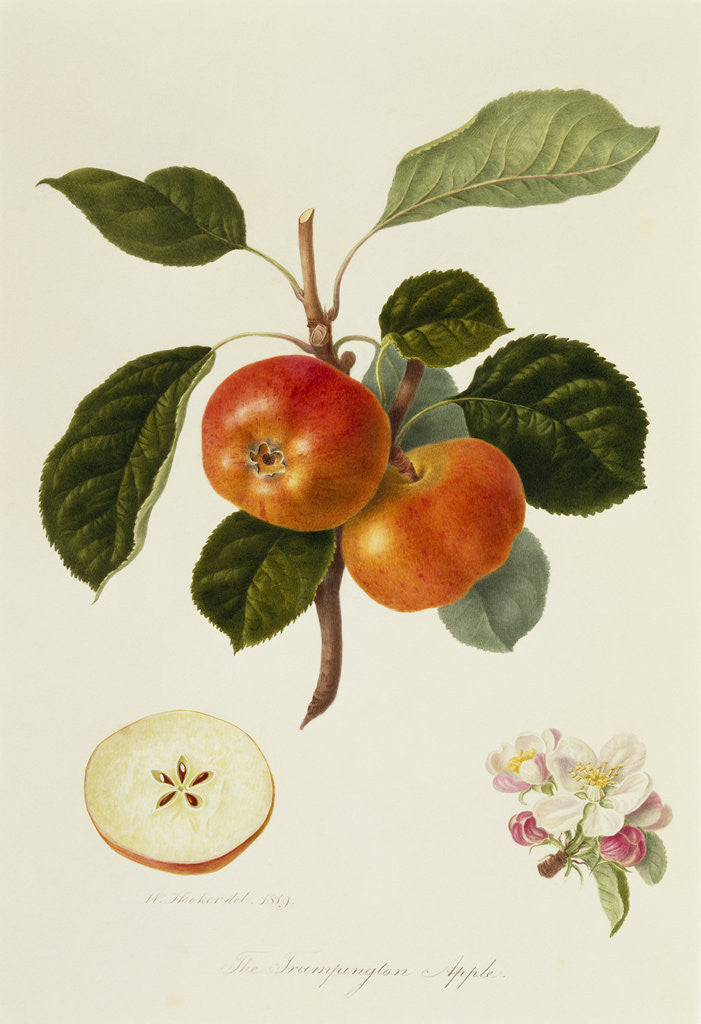 Detail of The Trumpington Apple by William Hooker