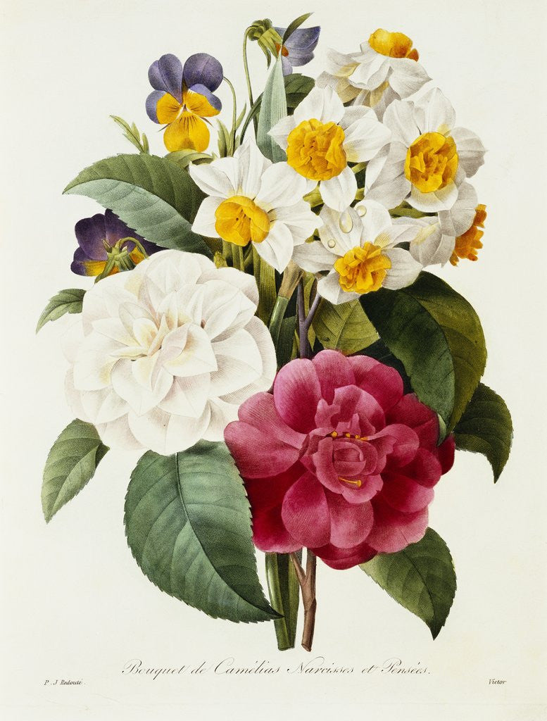 Detail of Bouquet of Camellias, Narcissus, and Pansies by Pierre Joseph Redoute