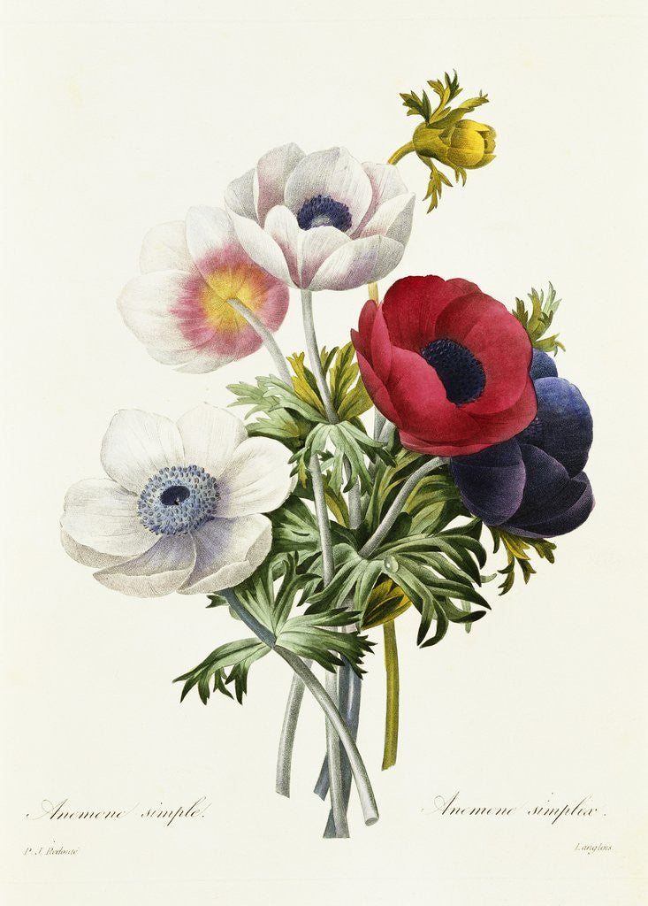 Detail of Anemone Simplex by Pierre Joseph Redoute