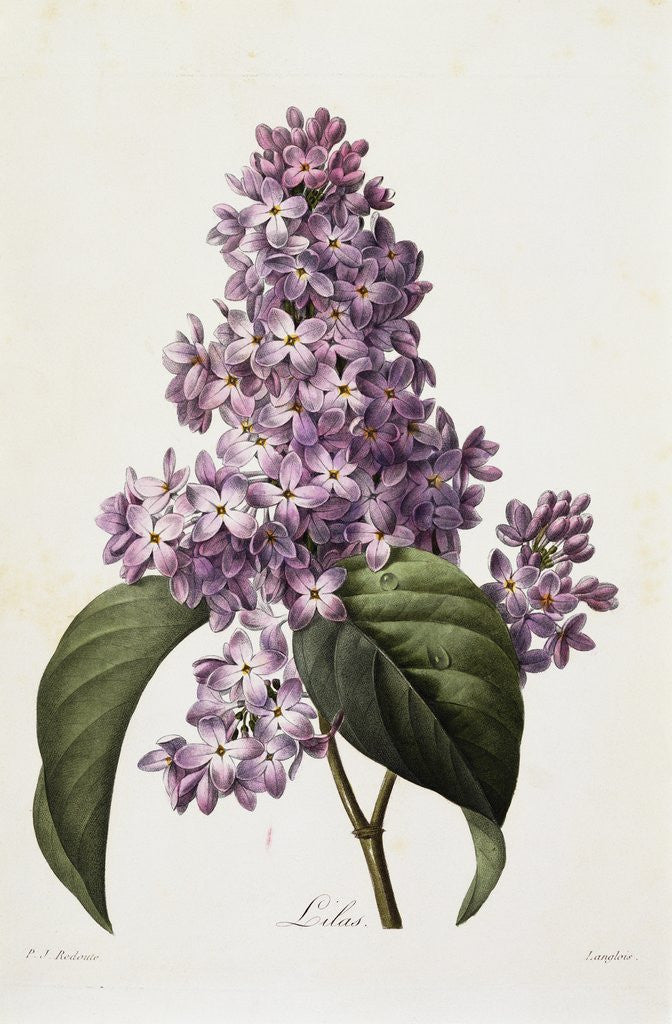 Detail of Lilacs by Pierre Joseph Redoute