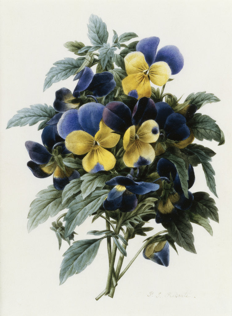 Detail of Pansies by Pierre Joseph Redoute