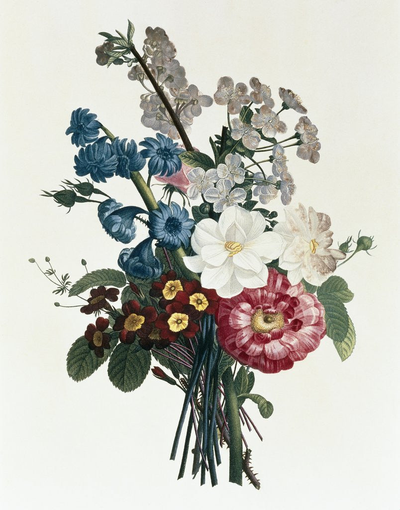 Detail of Bouquet of Camellia and Auricula by Jean Louis Prevost