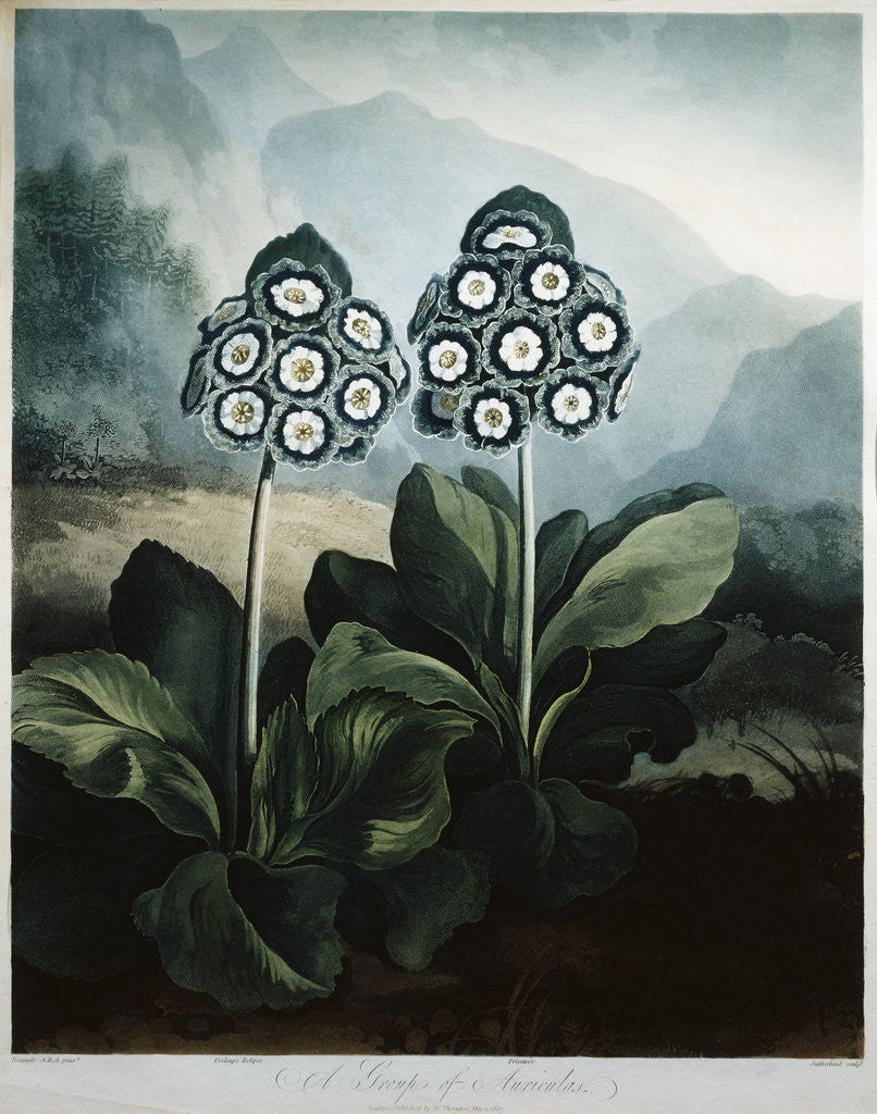Detail of Book Illustration of A Group of Auriculas by Corbis