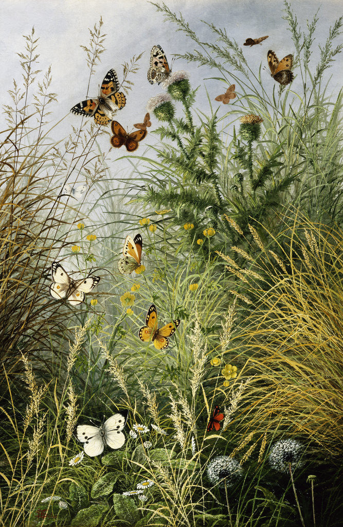 Detail of The Butterflies' Haunt (Dandelion Clocks and Thistles) by William Scott Myles