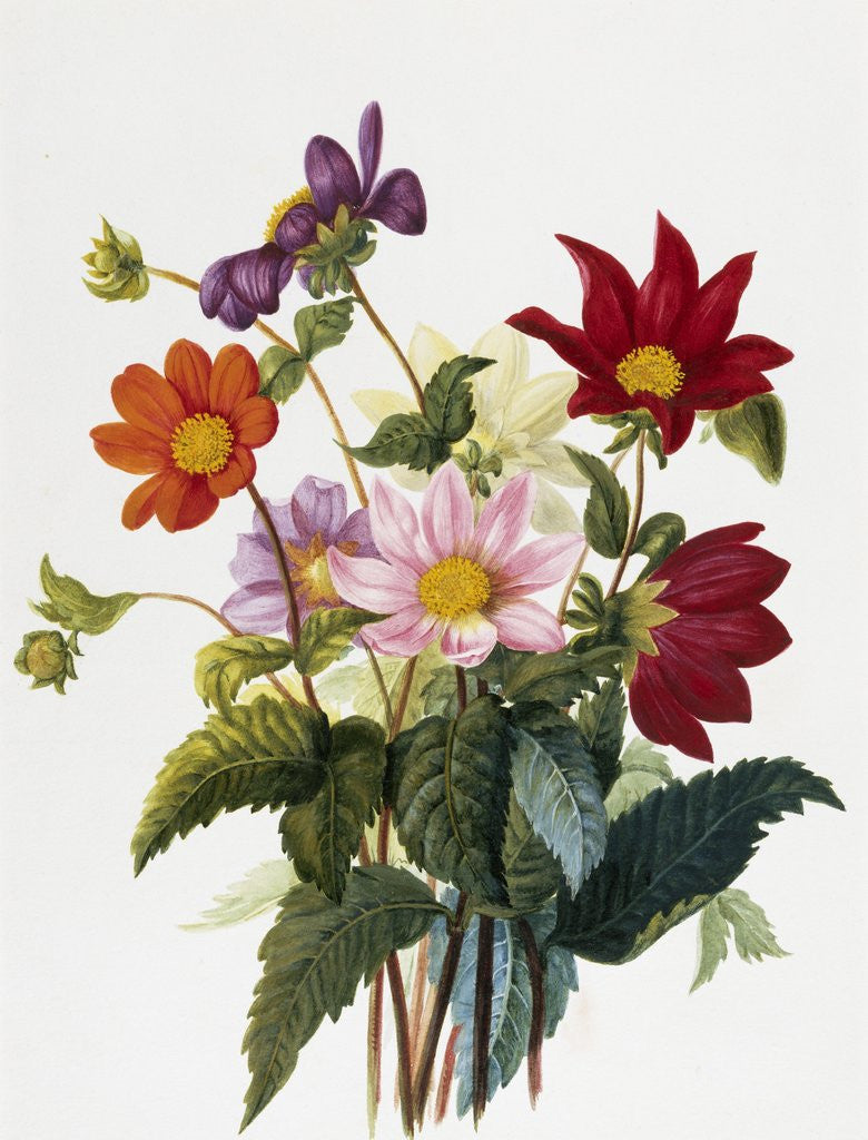 Detail of Still Life of Dahlias by Georgius van Os