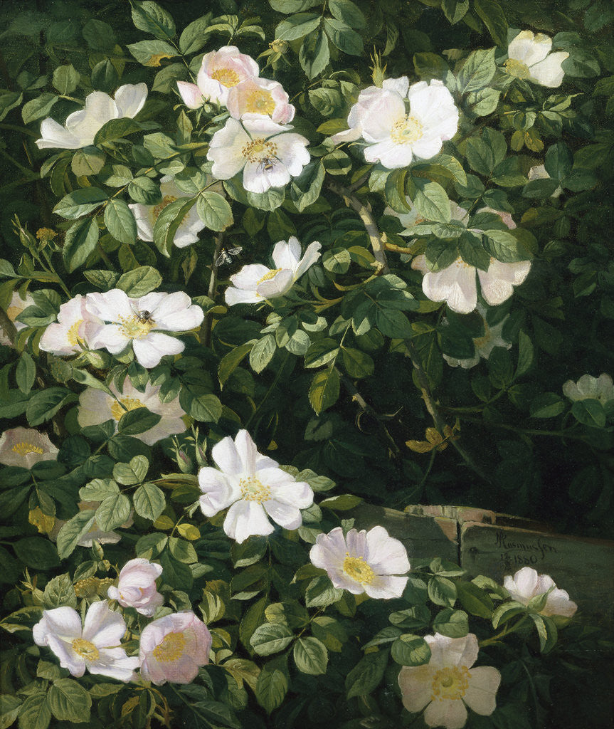 Detail of Dog Roses in Flower by Niels Peter Rasmussen