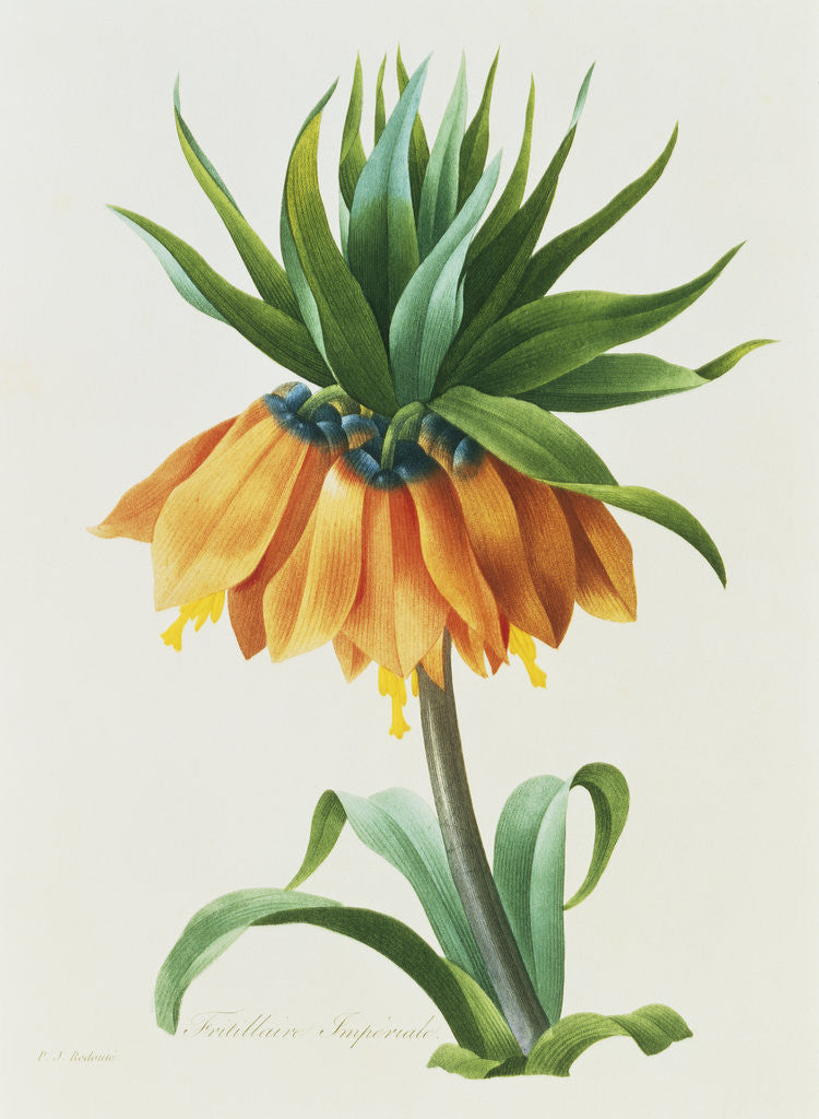 Detail of Fritillaire Imperiale by Pierre Joseph Redoute