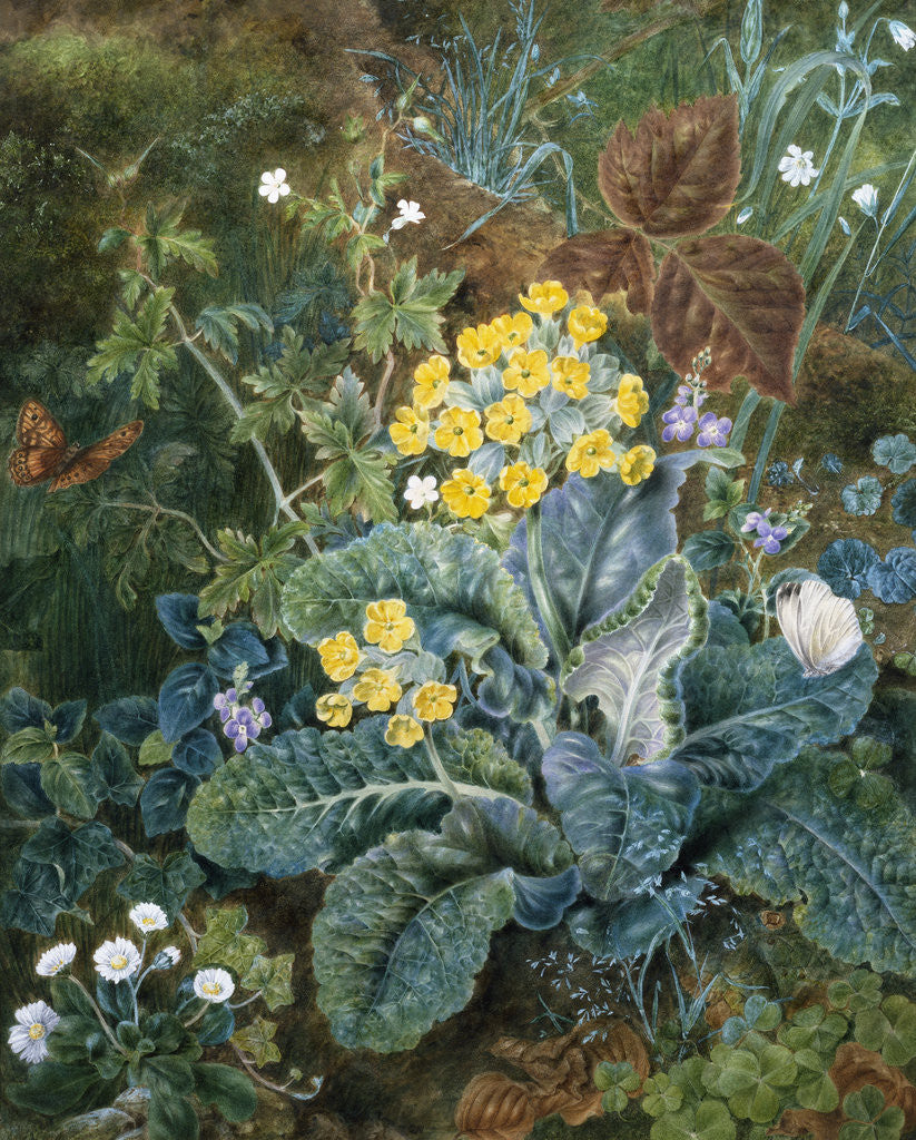 Detail of A Still Life of Polyanthus and Butterfly by Mary Margetts