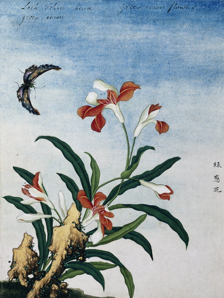 Detail of Chinese Watercolor of a Green Onion Flower by Anonymous